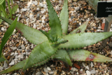 Aloe ferox RCP5-07 007.jpg